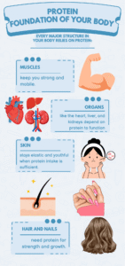 Infographic showing the importance of protein for muscles, organs, skin, hair, and nails, with illustrations of a flexed arm, heart, liver, kidneys, skin, nails, and hair